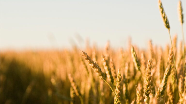 Field of wheat representing good stewardship and plentiful harvest