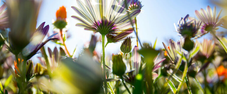 Abundant Life Starts Here